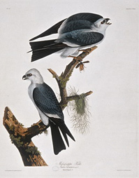 Mississippi Kite 